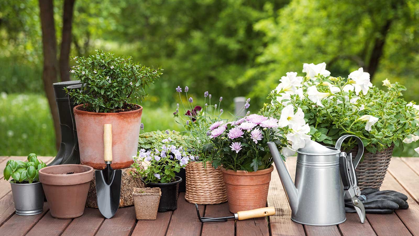 Serviços de Jardinagem: Quando Contratar um Profissional?