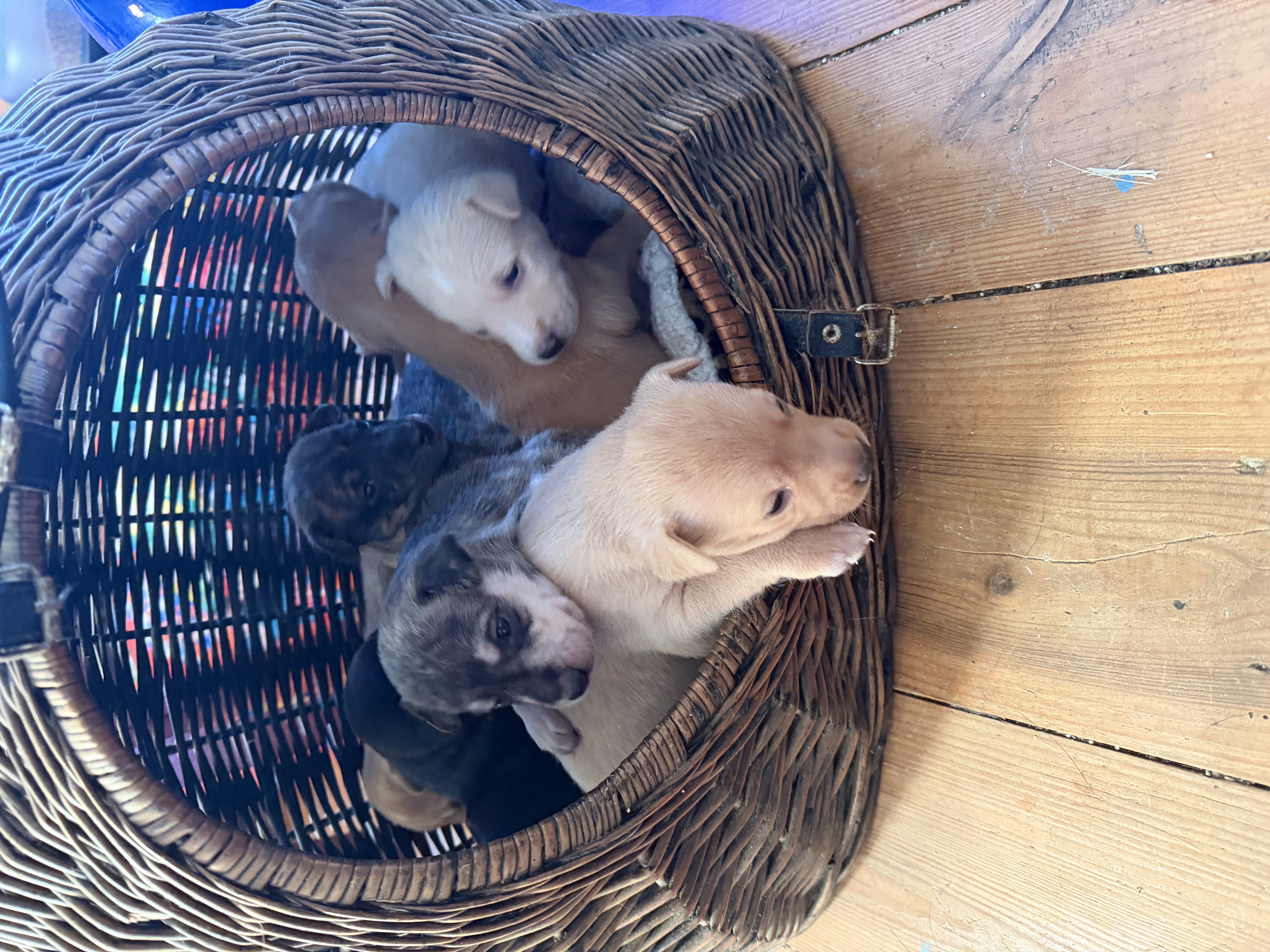 PetSitting